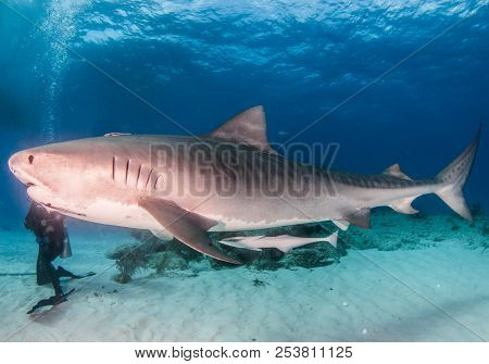 Tiger Shark At Tigerbeach, Bahamas