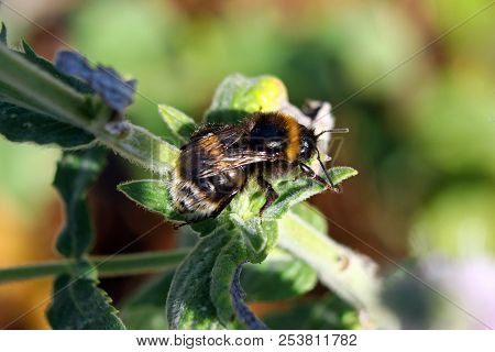 A Buff Tailed Bumblebee Clambering Through The Undergrowth