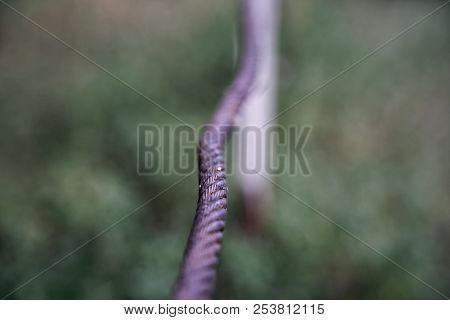 Thick Steel Rope Close Up. Bridge Fence Element. Detailed View. The Surface Of The Steel Cable Is Co