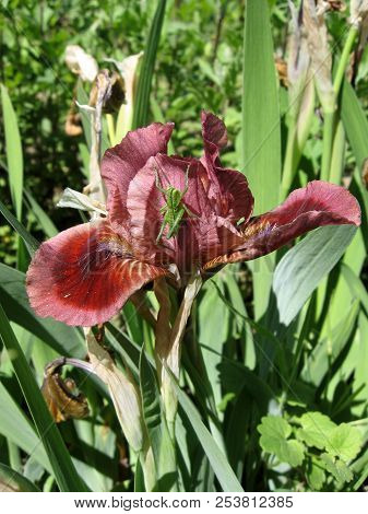 Colorful Irises In The Garden, Perennial Garden. Gardening. Bearded Iris Group Of Purple Irises In T