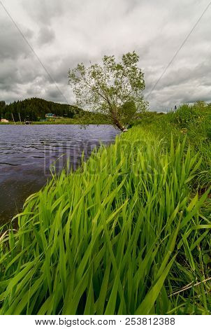 Cloudy Weather. There Is A Tree In The Background By The Lake. In The Foreground Large Grass