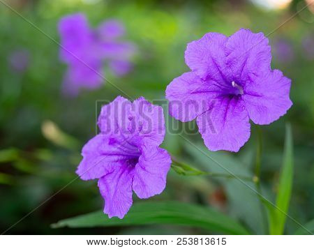 Ruellia Tuberosa, Acanthaceae , Ruellia Squarrosa And Green Background.(with Free Space For Text)