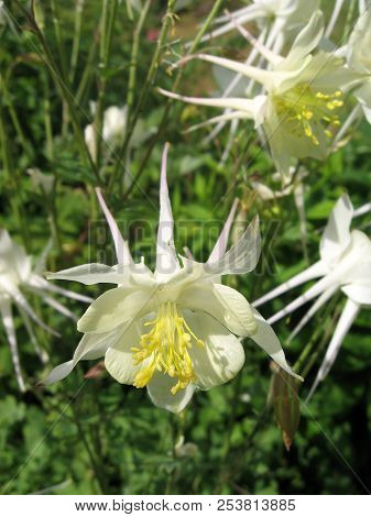Flowers Of White Aquilegia In The Spring Garden. Gardening