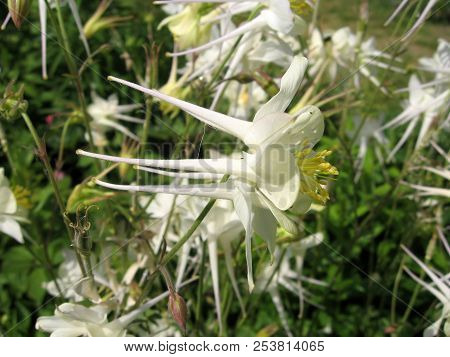 Flowers Of White Aquilegia In The Spring Garden. Gardening