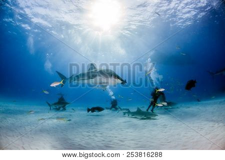 Tiger Shark At Tigerbeach, Bahamas