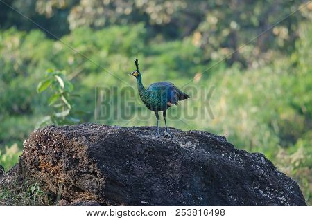 Green Peafowl, Peacock In Nature