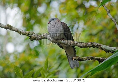 Mountain Imperial Pigeon (ducula Badia)