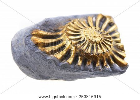 Golden Ammonite Fossil
