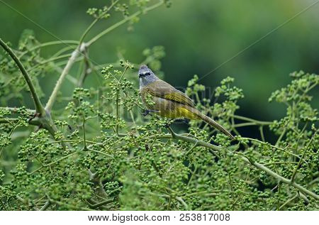 Flavescent Bulbul Perching On Branch Of Fruiting Tree