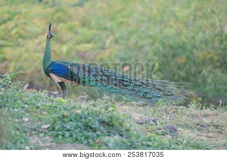 Green Peafowl, Peacock In Nature Thailand (caesalpinia Pulcherrima)