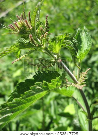 Blooming Nettle, As A Background. Beginning Of The Summer Season. From Nettles Make Therapeutic Tea 