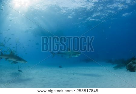 Tiger Shark At Tigerbeach, Bahamas