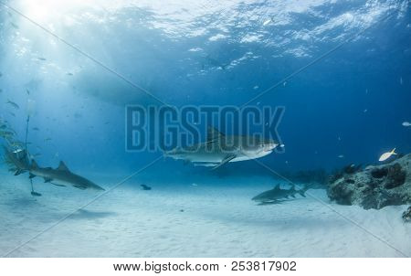 Tiger Shark At Tigerbeach, Bahamas