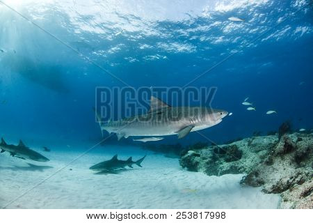 Tiger Shark At Tigerbeach, Bahamas