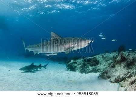 Tiger Shark At Tigerbeach, Bahamas