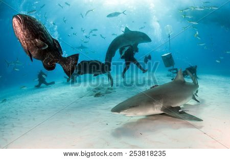 Grouper, Lemon And Tiger Shark At Tigerbeach, Bahamas