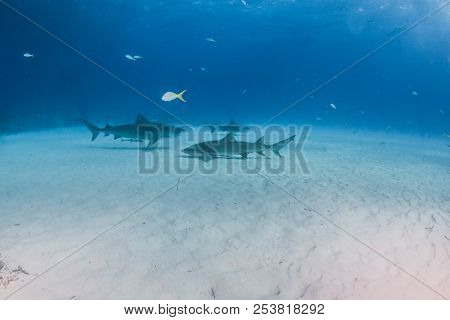 Tiger Shark At Tigerbeach, Bahamas