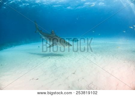 Tiger Shark At Tigerbeach, Bahamas
