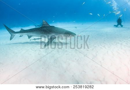 Tiger Shark At Tigerbeach, Bahamas