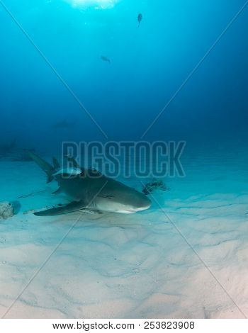 Lemon Shark At The Bahamas