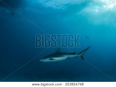 Caribbean Reef Shark At The Bahamas