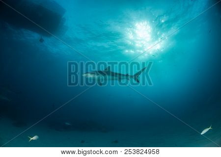 Caribbean Reef Shark At The Bahamas