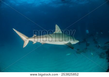 Caribbean Reef Shark At The Bahamas