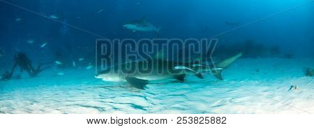 Lemon Shark At The Bahamas