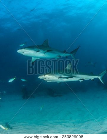 Caribbean Reef Shark At The Bahamas