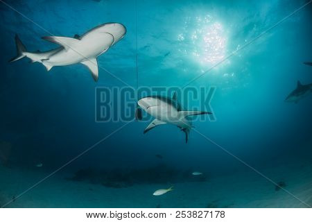 Caribbean Reef Shark At The Bahamas