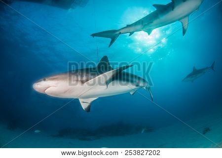 Caribbean Reef Shark At The Bahamas