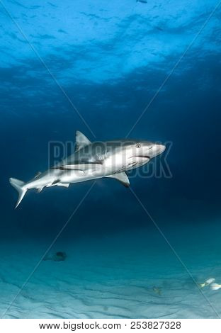 Caribbean Reef Shark At The Bahamas