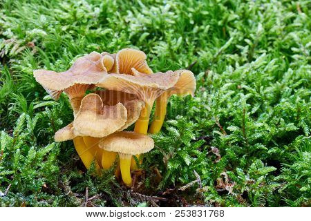 Craterellus Tubaeformis In The Natural Environment