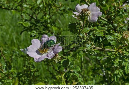 A Green Beetle Or Cetonia Aurata In The Sun On A Bloom Wild Rose Flower, In District Marchaevo, Sofi