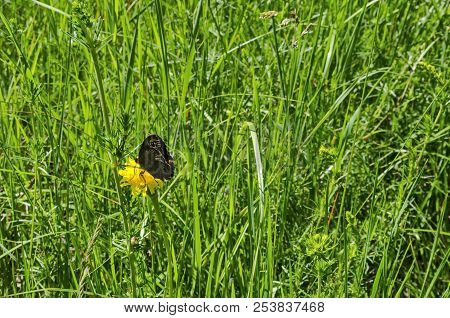 Giant Peacock Moth Or Saturnia Pavoniella On A Dandelion Or Tarataxum Officinale In  Meadow Wild Yel