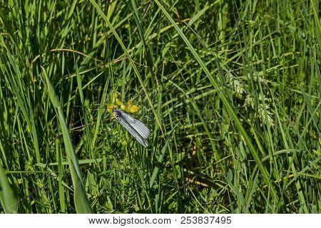 The Insect Pest American White Butterfly, Black-veined White, Aporia Crataegi Or Hyphantria Cunea On