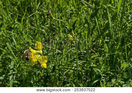 Macro Close Up Of Honey Bee Collecting Pollen From Yellow Wild Flower, District Marchaevo, Sofia, Vi