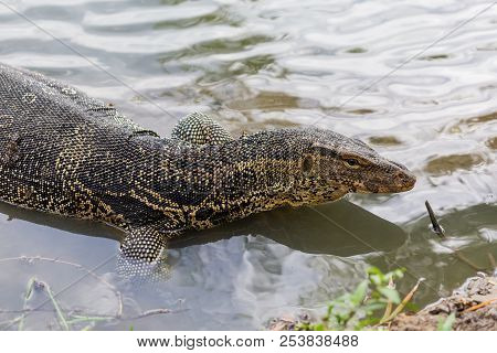 Varanus salvator, commonly known as water monitor or common water monitor in the water