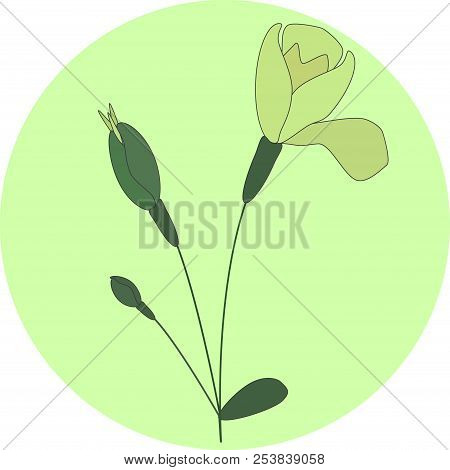 Flower, Bud, Branch, Plant, Floral, Leaves, Blossom