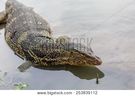 Varanus salvator, commonly known as water monitor or common water monitor in the water