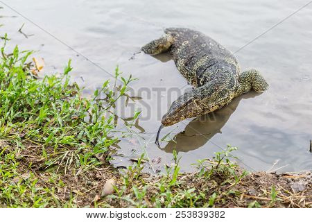 Varanus Salvator, Commonly Known As Water Monitor Or Common Water Monitor In The Water