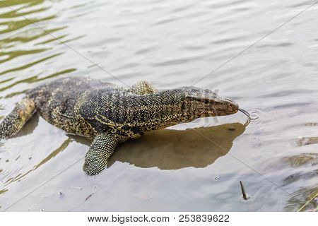 Varanus Salvator, Commonly Known As Water Monitor Or Common Water Monitor In The Water