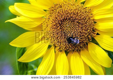 Sunflower. Bumblebee On Sunflower Blossom Collecting Nectar. Warm Summer Time