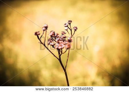 Dry Branch In A Field In Yellow Tones