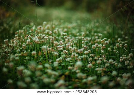 Green Field Of A White Clover With A Clear Image In The Center Of The Frame And A Strong Blurring Of
