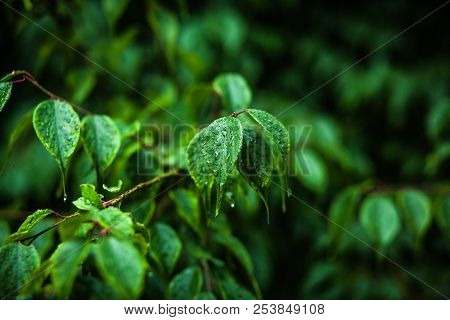 Clear Object On A Blurred Background, Dense Forest In A Macro Shoot, Juicy Foliage On A Sunny Day Af