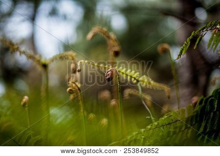 Green Shoots Of The Fern In The Forest Atmosphere Of Mystery, Fairy Tales, Mysteries, Miracle
