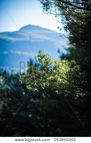 A Branch Of A High Pine Tree, Holy In The Sunshine Of The Evening Against The Background Of The Blur