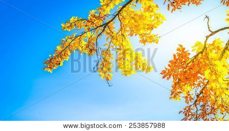 Vibrant Yellow Walnut Fall Tree Foliage With Copy Space On Blue Sky Background, Banner