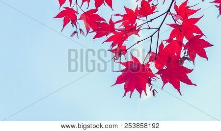 Vibrant Red Maple Leaves Border On Blue Sky Banner